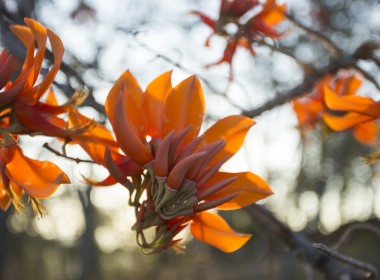 Foto flor anaranjada